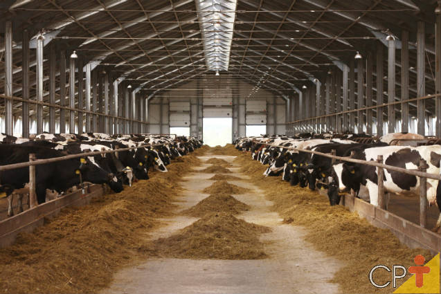 Manejo alimentar de vacas leiteiras no cocho e no pasto Manejo alimentar de vacas leiteiras no cocho e no pasto