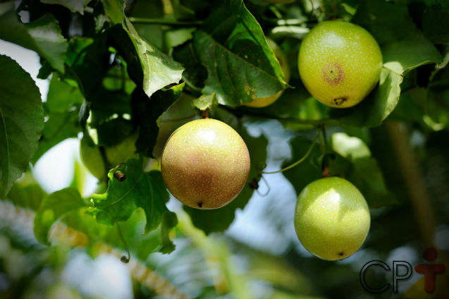 Uma fruta para plantar no quintal? M.A.R.A.C.U.J.Á!   Artigos Cursos CPT