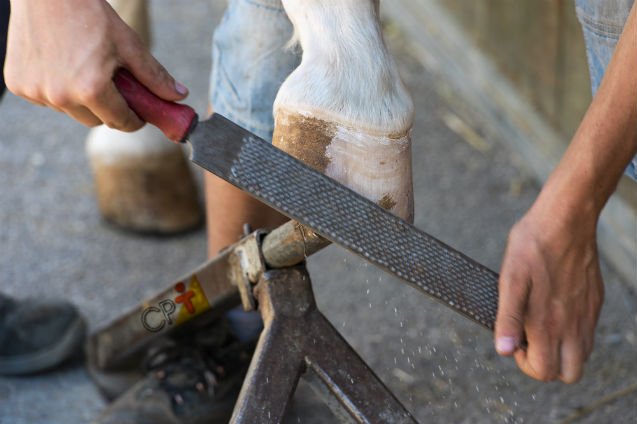 Casqueamento do cavalo: despesa ou investimento?   Artigos Cursos CPT