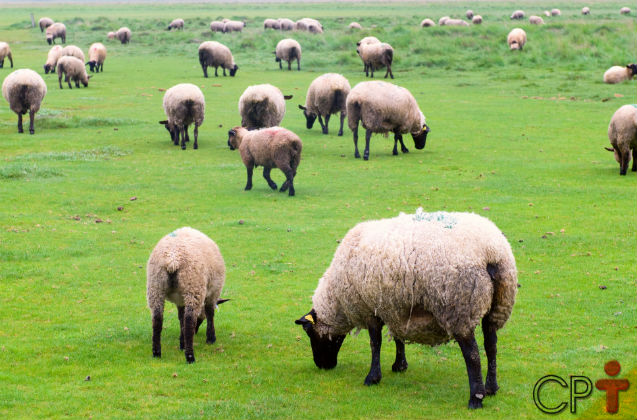 Vai criar ovinos de corte em pasto? Atenção especial às forrageiras!   Artigos Cursos CPT