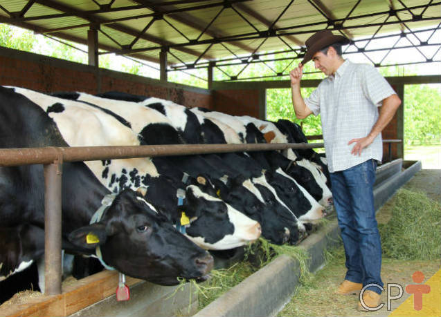 Vantagens do milho hidropônico para alimentação animal