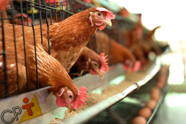 Quer que suas galinhas produzam mais? Alimente-as bem! Artigos Cursos CPT Quer que suas galinhas produzam mais? Alimente-as bem! Artigos Cursos CPT