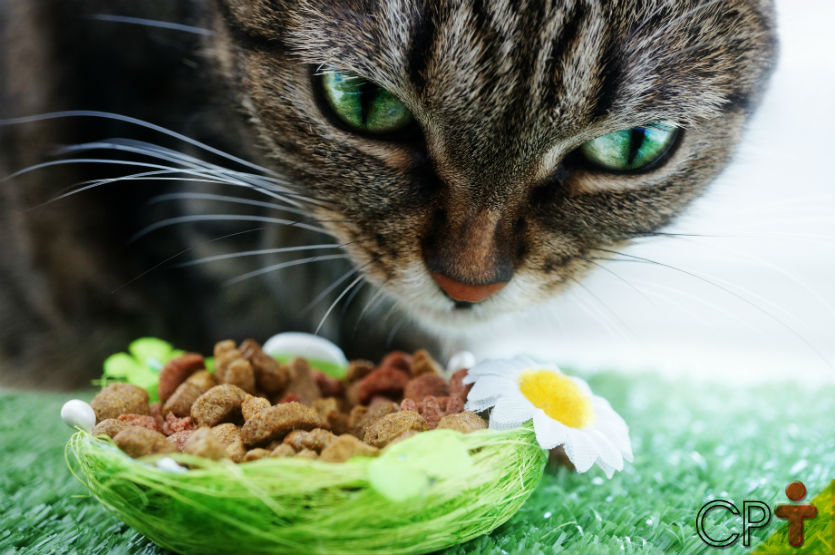 Nutrição de cães e gatos: saiba mais sobre o assunto    Artigos Cursos CPT