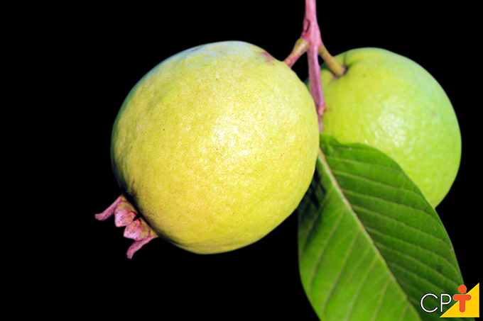 Goiaba Goiaba