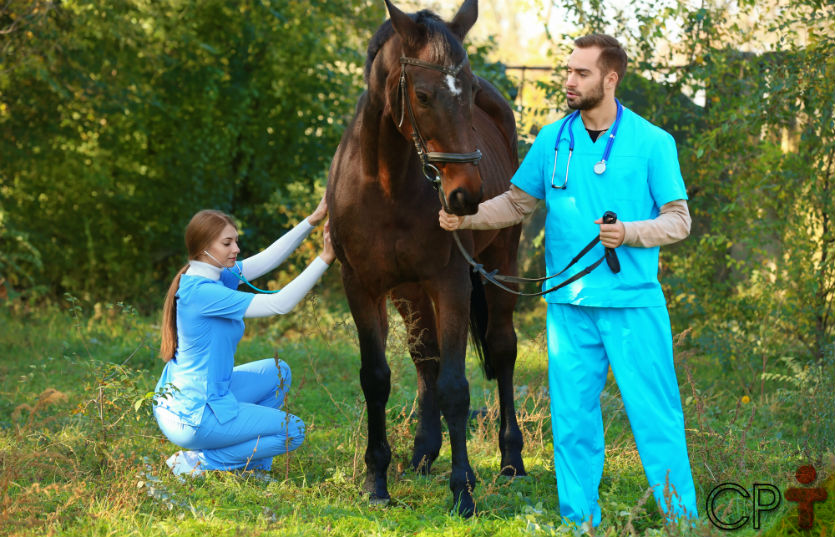 Motilidade Intestinal em equinos: saiba mais sobre isso Artigos Cursos CPT Motilidade Intestinal em equinos: saiba mais sobre isso Artigos Cursos CPT