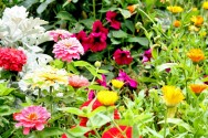 Dentro da grande variedade de flores existente, podemos classificá-las em tropicais, nobres e do campo. https://cptstatic.s3.amazonaws.com/imagens/enviadas/materias/materia2597/m-tipos-flores.jpg