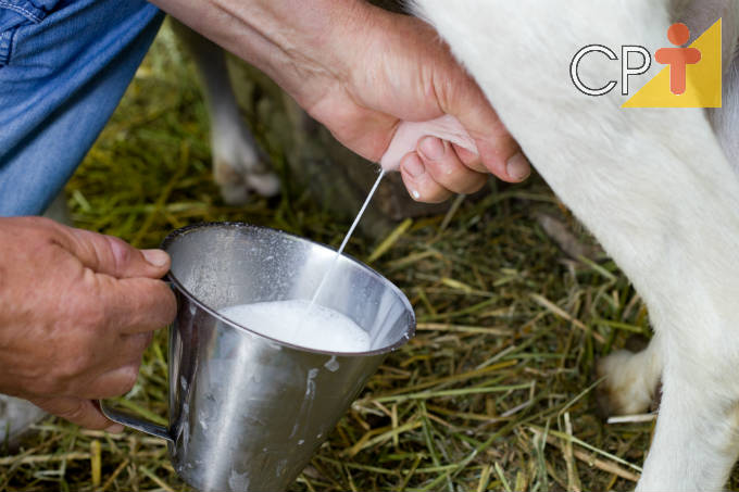 Mamite em cabras leiteiras: tipos, sintomas, diagnóstico, tratamento e prevenção