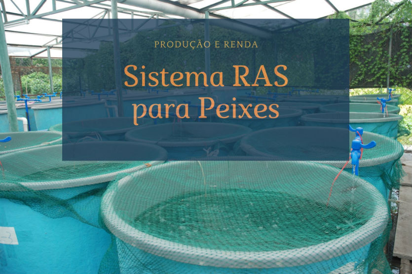 Sistema RAS para peixes: como garantir produção e renda?   Artigos Cursos CPT