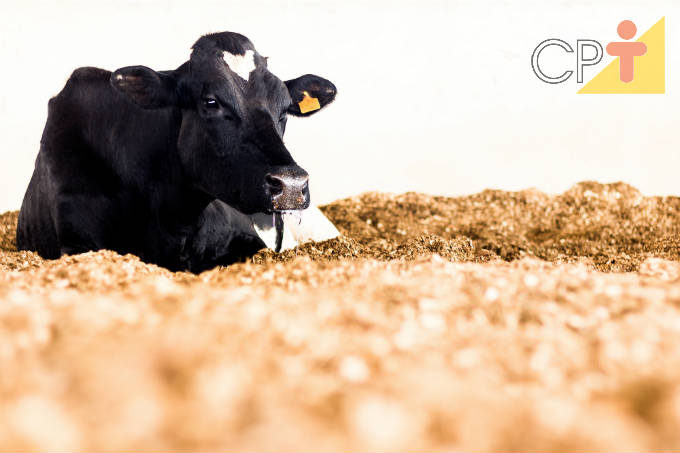 Compost barns em confinamento de vacas leiteiras 