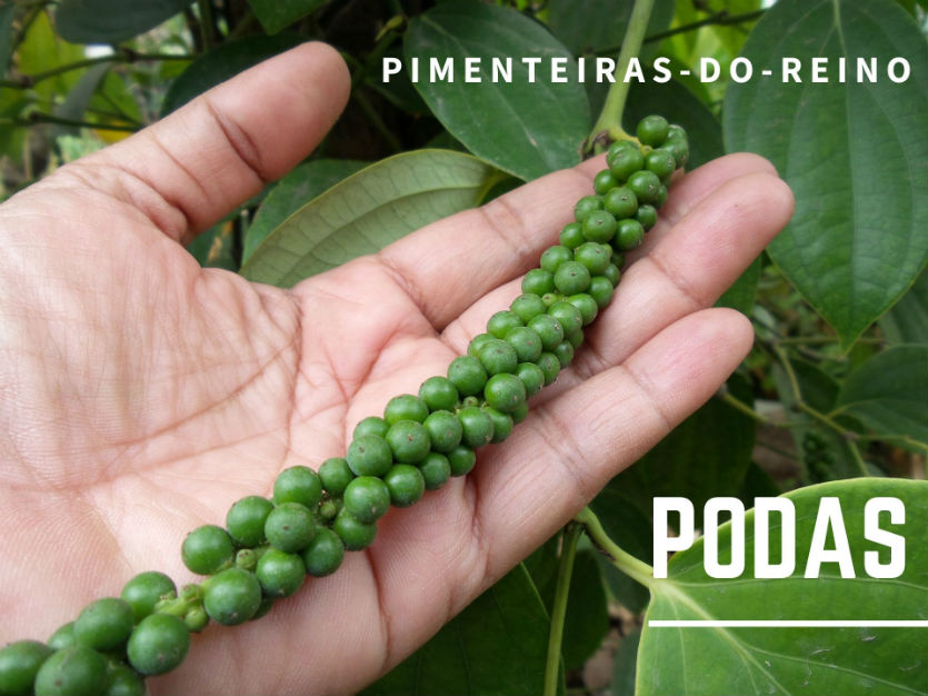 Pimenteiras-do-reino têm de ser podadas? Sim! Saiba porque   Artigos Cursos CPT