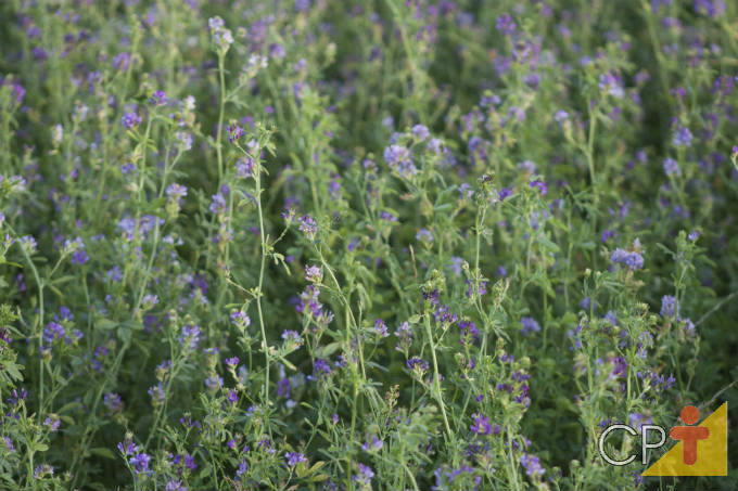 Orientações importantes para plantar alfafa Orientações importantes para plantar alfafa