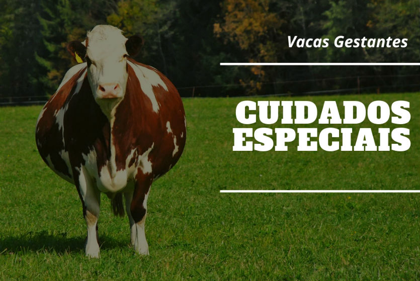 Vacas gestantes? Conheça os cuidados a serem tomados    Artigos Cursos CPT