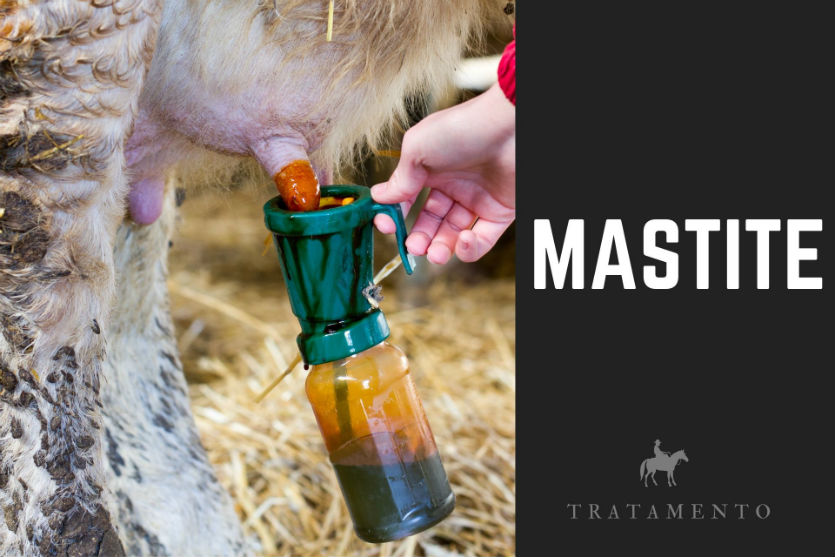 Vaca com mastite? Tratamento intramamário no teto doente!   Artigos Cursos CPT