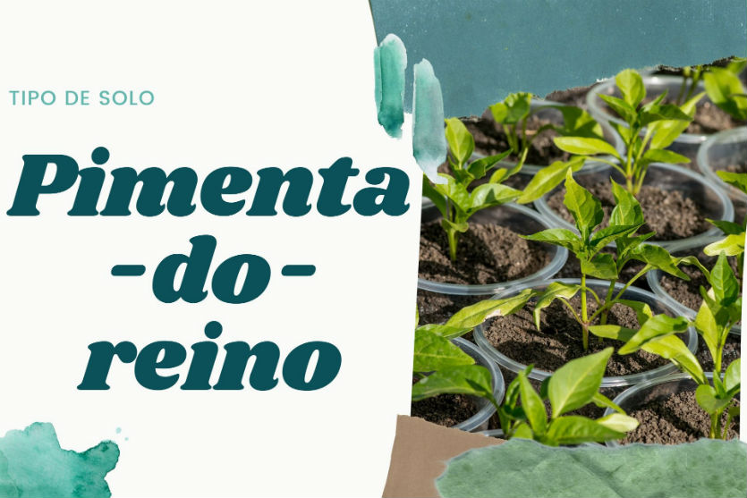 Qual o melhor tipo de solo para plantar pimenta-do-reino?   Artigos Cursos CPT