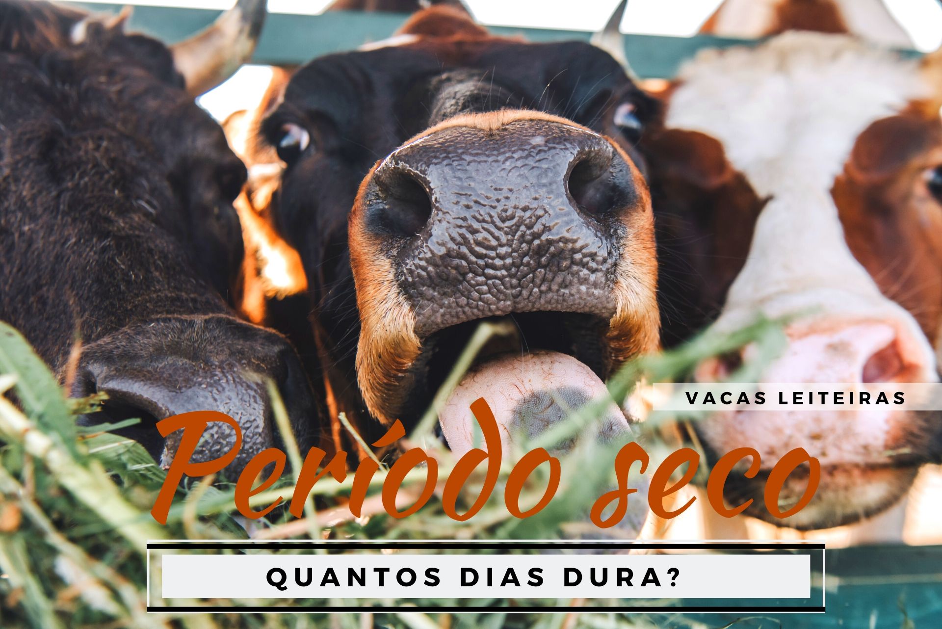 Responda: Quantos dias dura o período seco das vacas? Artigos Cursos CPT Responda: Quantos dias dura o período seco das vacas? Artigos Cursos CPT