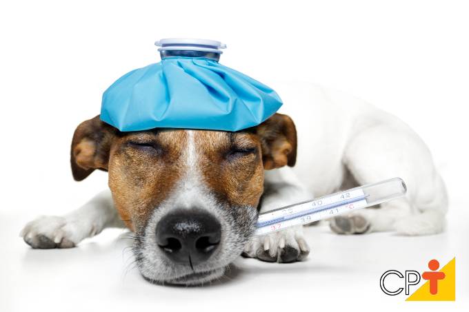 Aprenda como dar medicamentos a seu cão Aprenda como dar medicamentos a seu cão