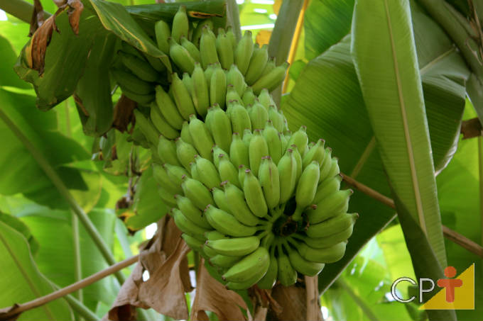 Bananeira: doenças causadas por bactérias, vírus e fungos