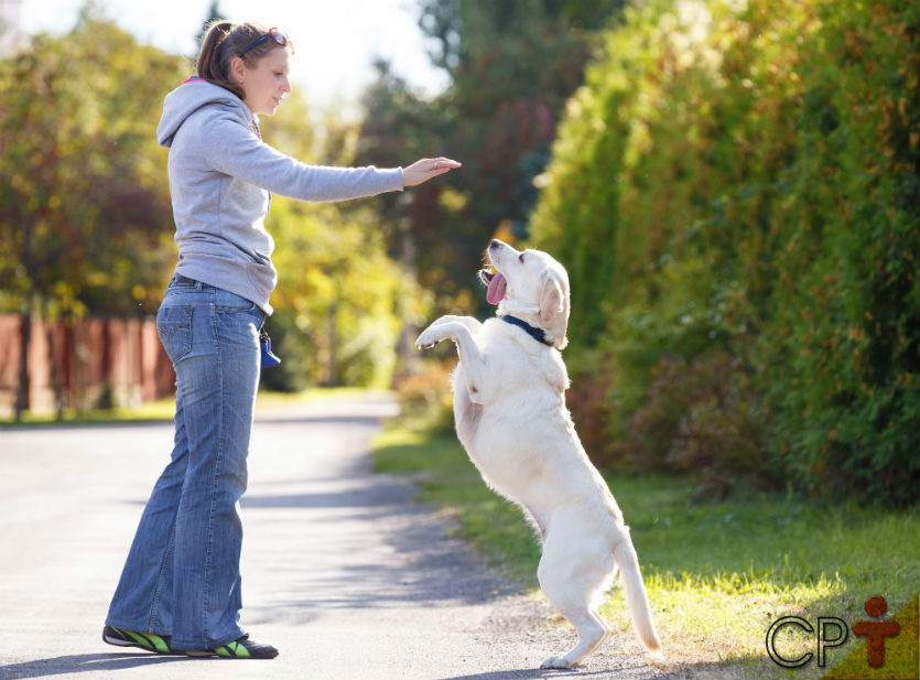 Para que você quer um cachorro? Responda antes de adotar ou comprar!   