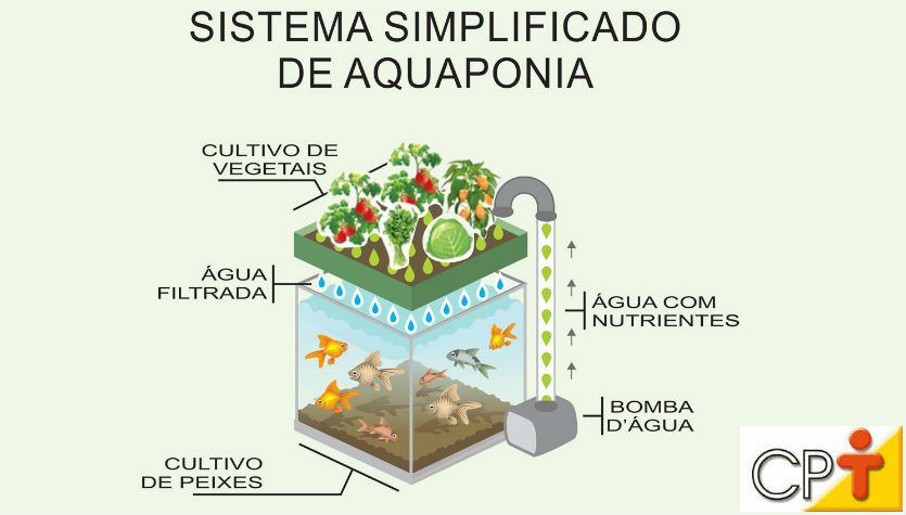 Como explicar a boa qualidade da água no sistema aquapônico? Artigos Cursos CPT Como explicar a boa qualidade da água no sistema aquapônico? Artigos Cursos CPT