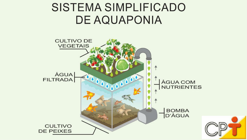 Como explicar a boa qualidade da água no sistema aquapônico?    Artigos Cursos CPT