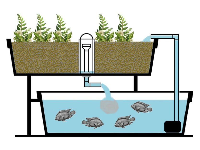 O sistema de aquaponia é sustentável. Certo ou errado?   Artigos Cursos CPT