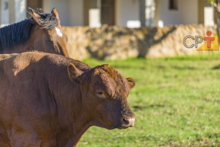 Equinos e bovinos regurgitam o alimento. Sim ou não?   Artigos Cursos CPT