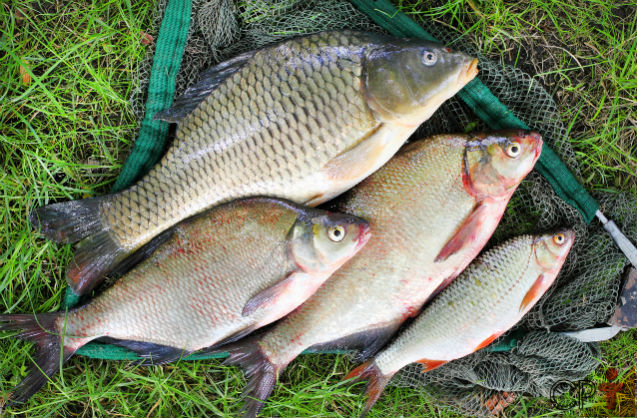 Brasil pode ser o maior na criação de peixes   Artigos Cursos CPT