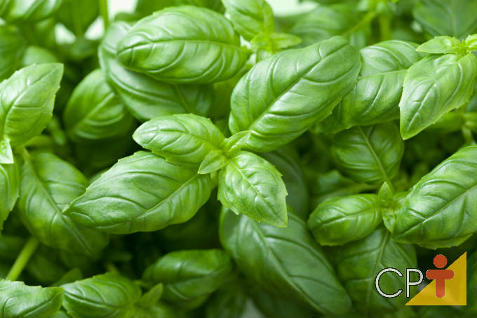 Hortaliças e ervas aromáticas para cultivar em espaços pequenos Hortaliças e ervas aromáticas para cultivar em espaços pequenos