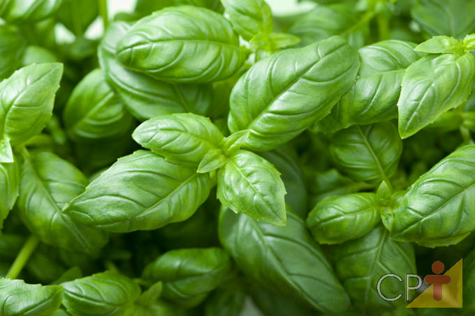 Orientações importantes para plantar manjericão Orientações importantes para plantar manjericão