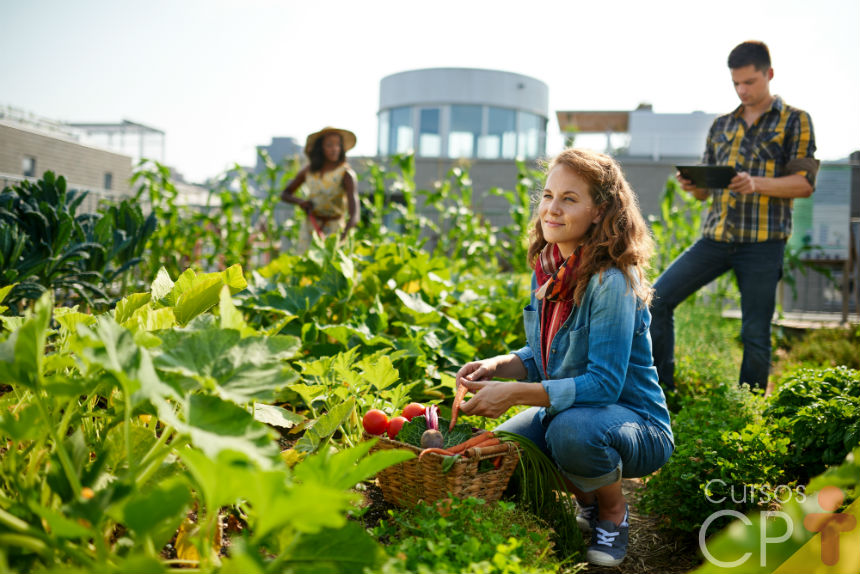 Alelopatia: o que é e por que é tão importante na agricultura orgânica   Artigos Cursos CPT