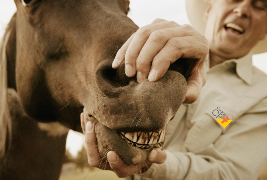 Infecção dentária em cavalos: como diagnosticar? Artigos Cursos CPT Infecção dentária em cavalos: como diagnosticar? Artigos Cursos CPT
