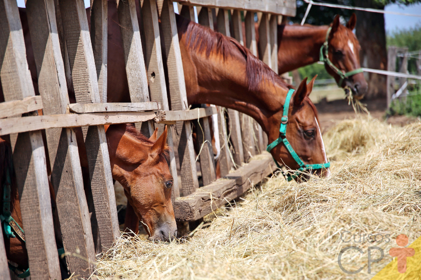 Estudando cavalos? Aprenda sobre o ciclo mastigatório dos equinos Artigos Cursos CPT Estudando cavalos? Aprenda sobre o ciclo mastigatório dos equinos Artigos Cursos CPT