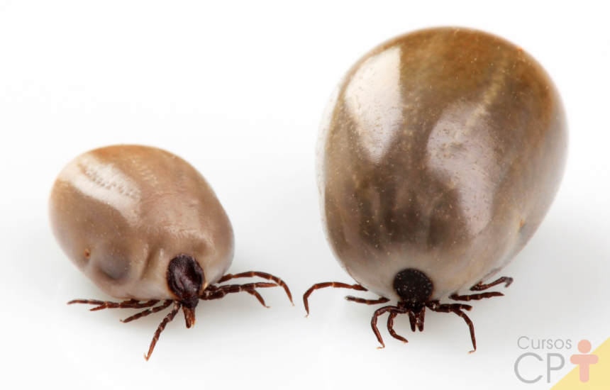 O controle de parasitoses no rebanho leiteiro de acordo com a IN 77 Artigos Cursos CPT O controle de parasitoses no rebanho leiteiro de acordo com a IN 77 Artigos Cursos CPT