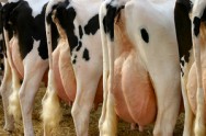 A IATF permite aumentar o número de vacas inseminadas, por causa da maior quantidade de cio fértil e de um incremento da concepção de vacas de alta produção. A IATF permite aumentar o número de vacas inseminadas, por causa da maior quantidade de cio fértil e de um incremento da concepção de vacas de alta produção.