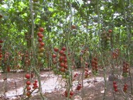 O cultivo de tomates em sistema hidropônico entra no mercado com grandes perspectivas de lucro ao produtor rural. 