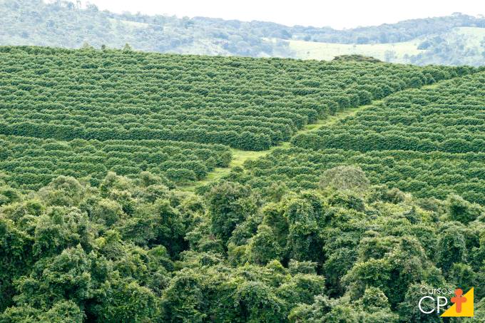 Aprenda agora como otimizar a gestão da lavoura de café Aprenda agora como otimizar a gestão da lavoura de café