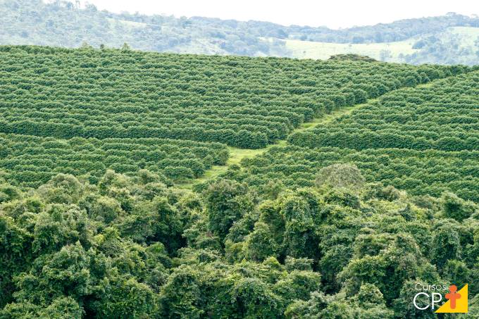 Aprenda agora como otimizar a gestão da lavoura de café