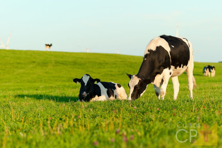 Vacas gestantes: principais cuidados pré-parto   Artigos Cursos CPT