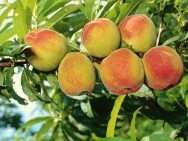 A irrigação é um dos fatores mais importantes na obtenção de frutos selecionados, de alta qualidade e em quantidade satisfatória. https://cptstatic.s3.amazonaws.com/imagens/enviadas/materias/materia2694/m-pessego.jpg