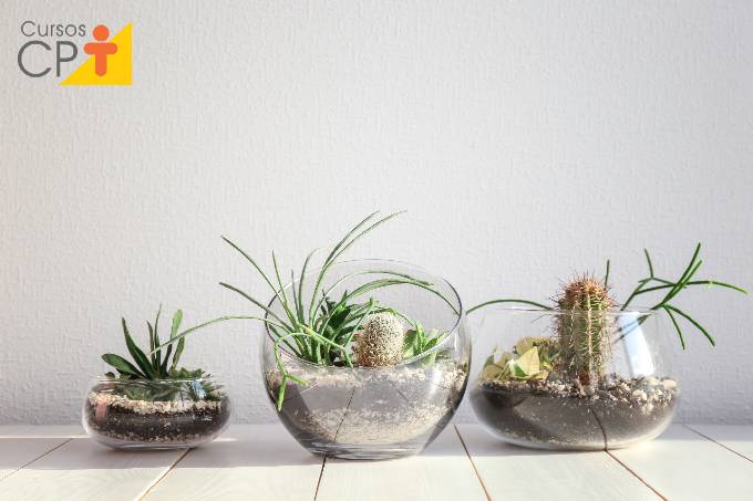 Como cultivar cactos em casa de forma simples e fácil