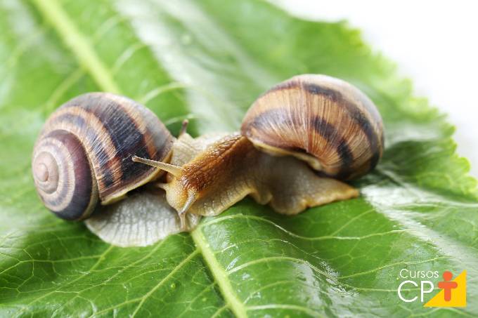 Os segredos para uma criação de escargots de sucesso