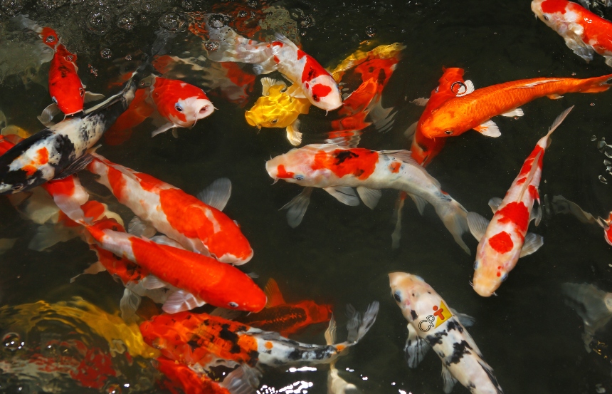 Cultivo de peixes em sistemas fechados. Conheça as vantagens   Artigos CPT