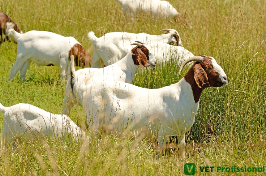 Veterinário, tire dúvidas de seus clientes quanto à criação de caprinos