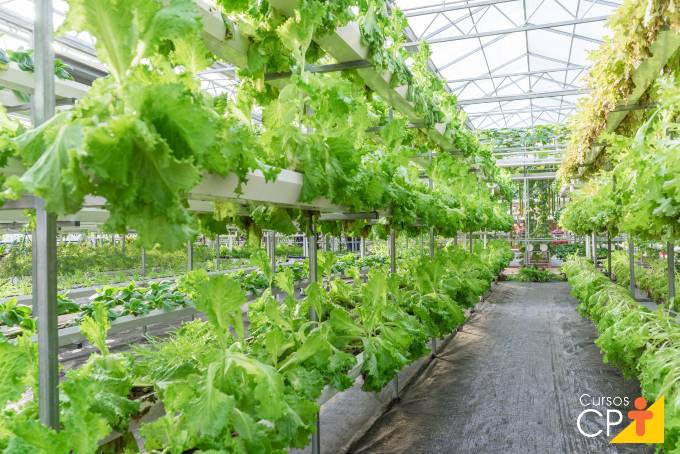 Dicas de cultivo de alface orgânica hidropônica Dicas de cultivo de alface orgânica hidropônica