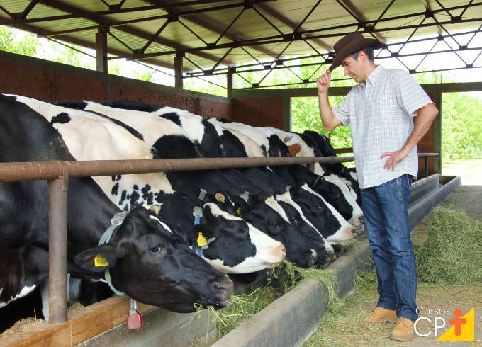 Vantagens da nutrição do gado de precisão