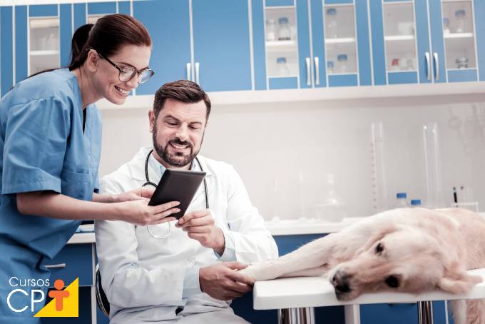 Erliquiose canina: fases da doença e prevenção Erliquiose canina: fases da doença e prevenção