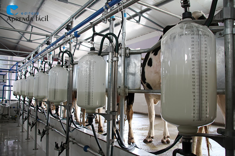 Como produzir mais leite? Aproveitando melhor a vaca! Aprenda Fácil