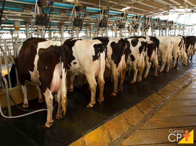 Principais causas do vazamento do leite em vacas secas