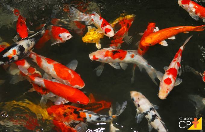 3 doenças em peixes ornamentais causadas por protozoários 3 doenças em peixes ornamentais causadas por protozoários
