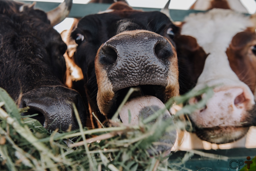 O sucesso na pecuária de leite? Eficaz manejo alimentar das vacas!   Artigos CPT